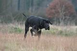 DOGUE ALLEMAND 676